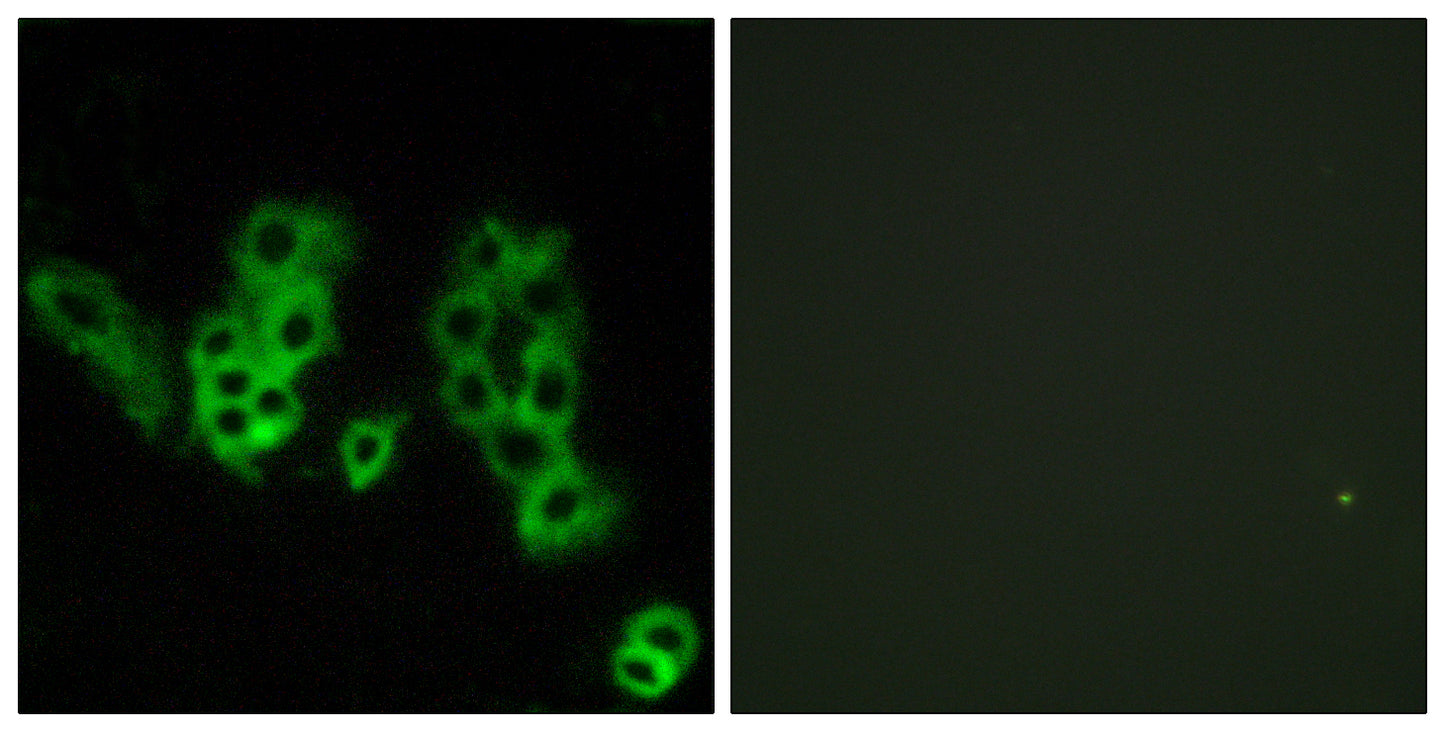 Encephalopsin Rabbit Polyclonal Antibody