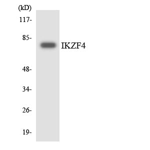 Eos Rabbit Polyclonal Antibody