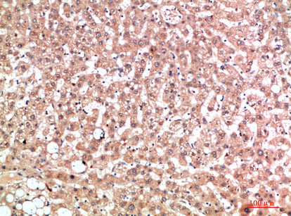 EPG5 Rabbit Polyclonal Antibody
