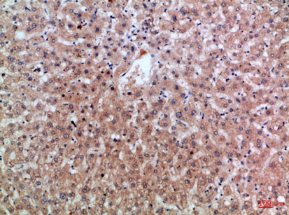 Epiregulin Rabbit Polyclonal Antibody