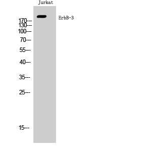 ErbB-3 Rabbit Polyclonal Antibody
