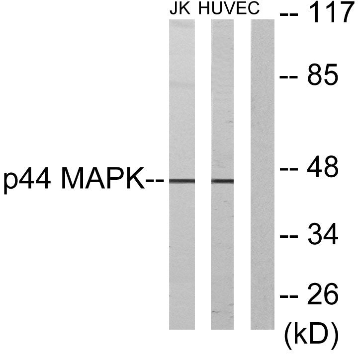 ERK 1 Rabbit Polyclonal Antibody