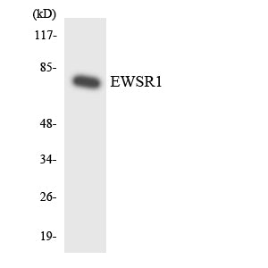 EWS Rabbit Polyclonal Antibody