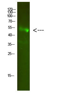 FA2H Rabbit Polyclonal Antibody