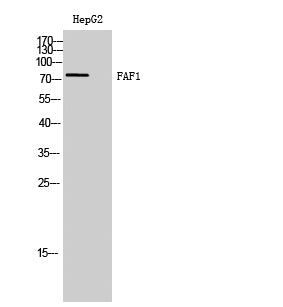 FAF1 Rabbit Polyclonal Antibody