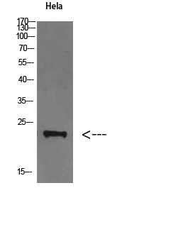 FAM3D Rabbit Polyclonal Antibody