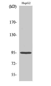 Fer Rabbit Polyclonal Antibody