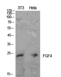 FGF-4 Rabbit Polyclonal Antibody