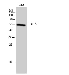FGFR-5 Rabbit Polyclonal Antibody