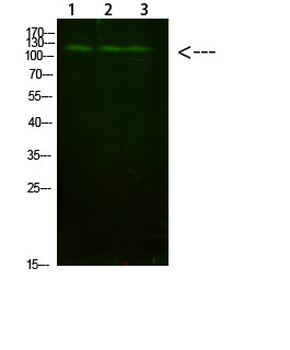FIG4 Rabbit Polyclonal Antibody