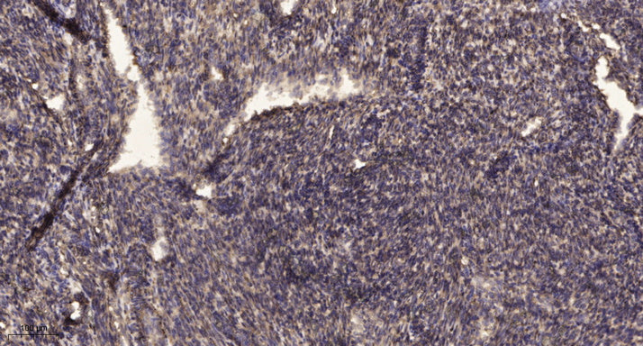 Fish Rabbit Polyclonal Antibody