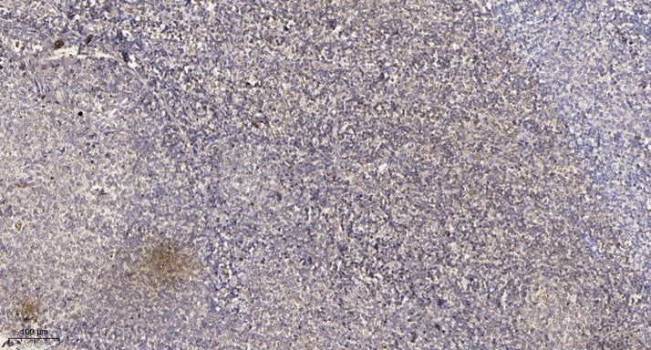 FKBP1B Rabbit Polyclonal Antibody