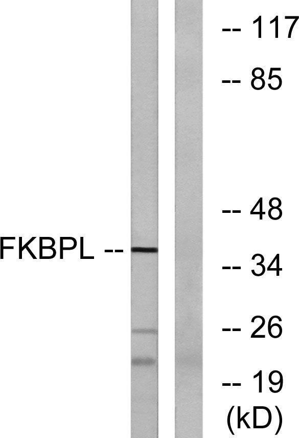 FKBPL Rabbit Polyclonal Antibody