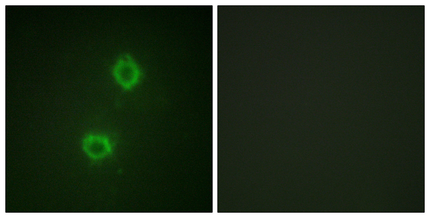 Flg Rabbit Polyclonal Antibody