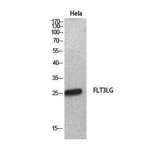 Flt3-L Rabbit Polyclonal Antibody