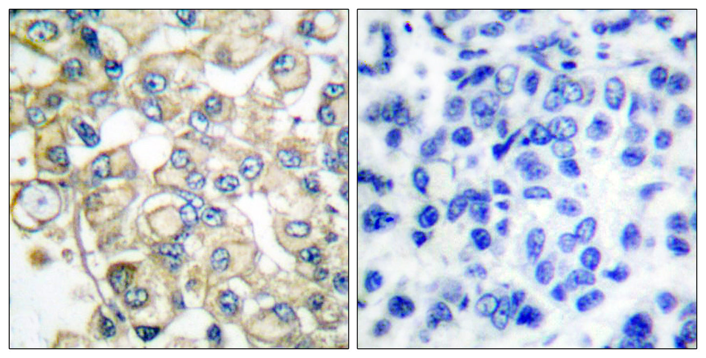 FOP Rabbit Polyclonal Antibody