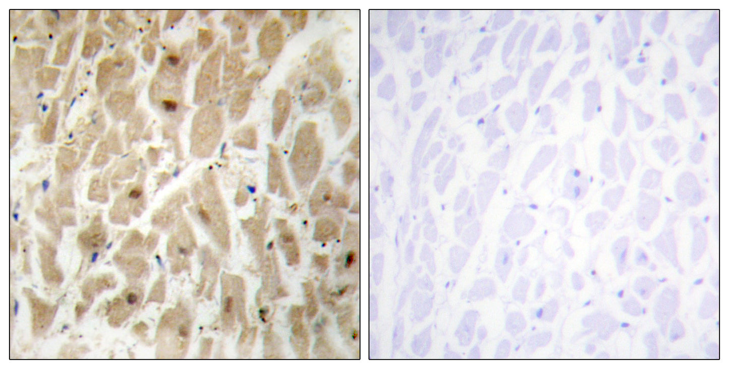 FoxD3 Rabbit Polyclonal Antibody