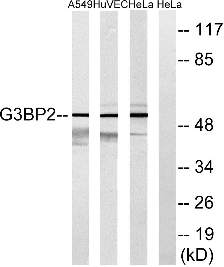 G3BP2 Rabbit Polyclonal Antibody