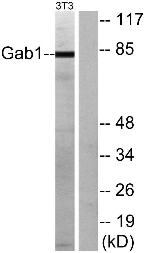 Gab 1 Rabbit Polyclonal Antibody