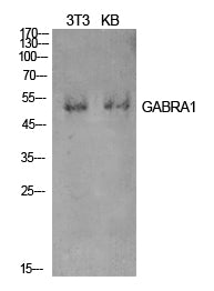 GABAA Rα1 Rabbit Polyclonal Antibody