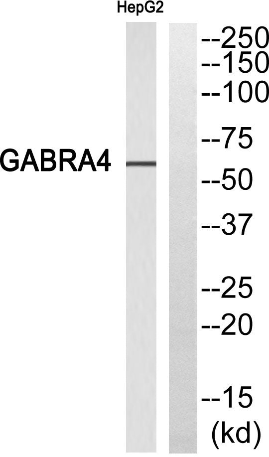GABAA Rα4 Rabbit Polyclonal Antibody