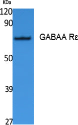 GABAA Rε Rabbit Polyclonal Antibody