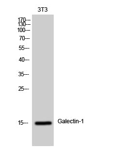 Galectin-1 Rabbit Polyclonal Antibody