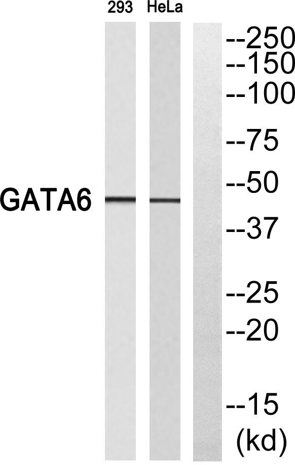 GATA-6 Rabbit Polyclonal Antibody