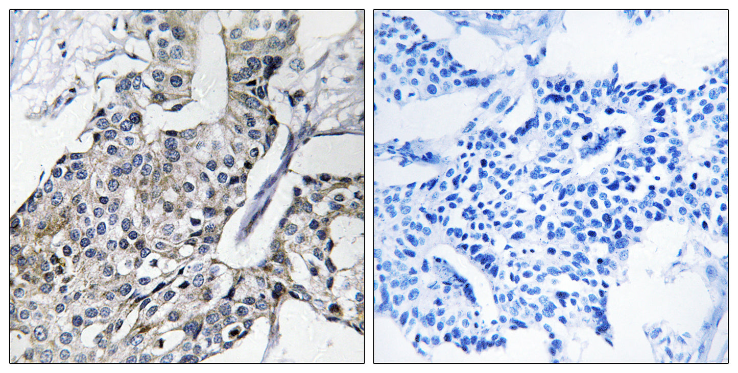 GBP4 Rabbit Polyclonal Antibody