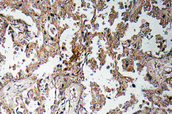 Ghrelin Rabbit Polyclonal Antibody
