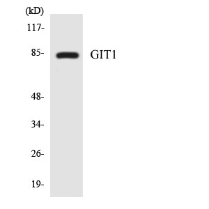 GIT1 Rabbit Polyclonal Antibody