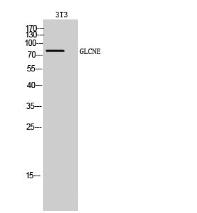 GLCNE Rabbit Polyclonal Antibody