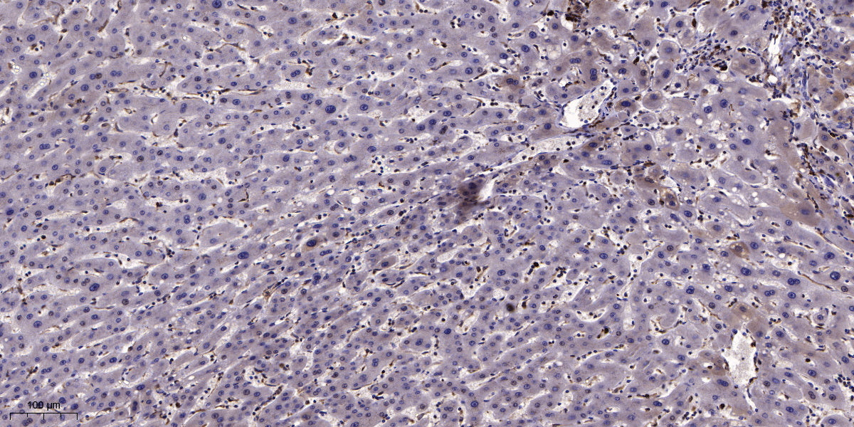 Glypican-2 Rabbit Polyclonal Antibody