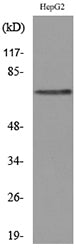 Glypican-3 Rabbit Polyclonal Antibody