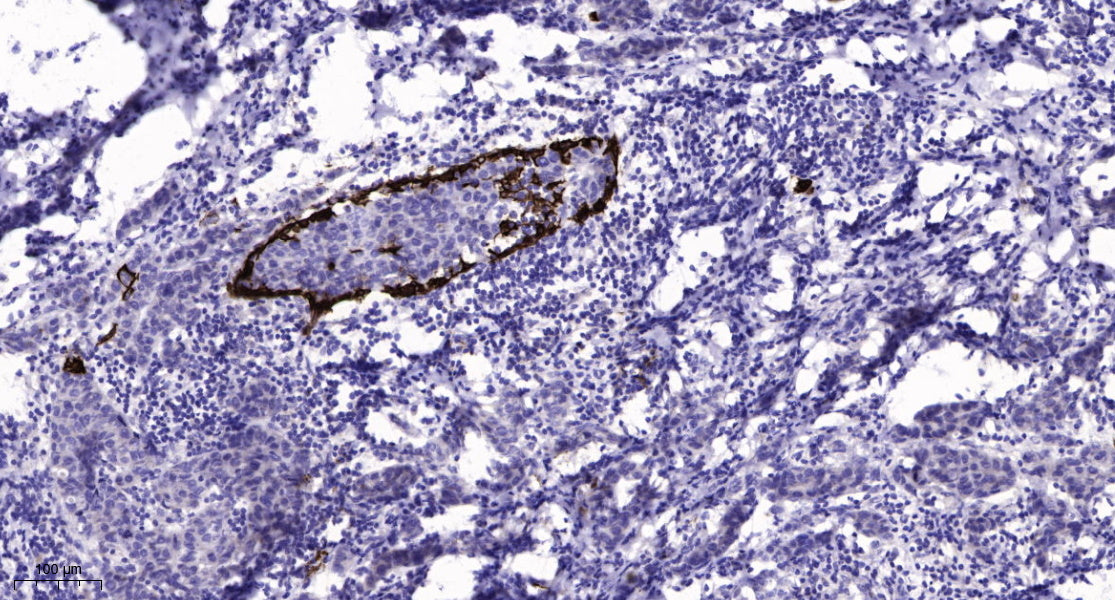 GNG13 Rabbit Polyclonal Antibody
