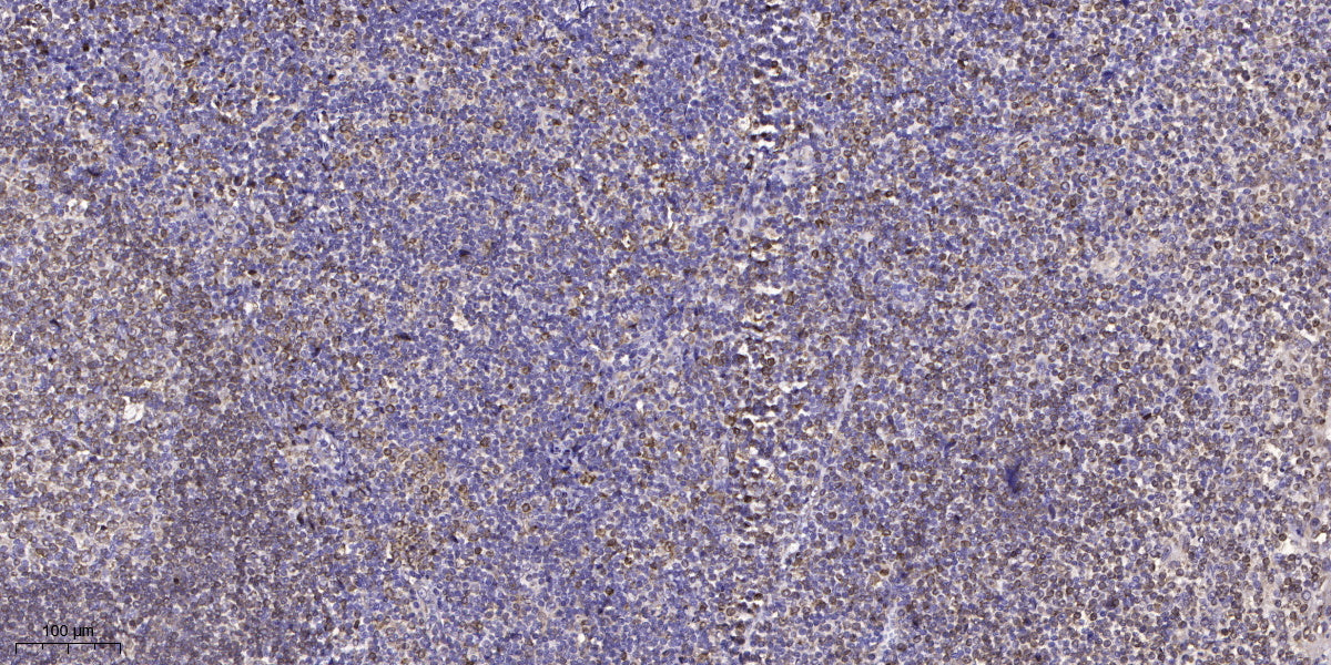 GNG7 Rabbit Polyclonal Antibody