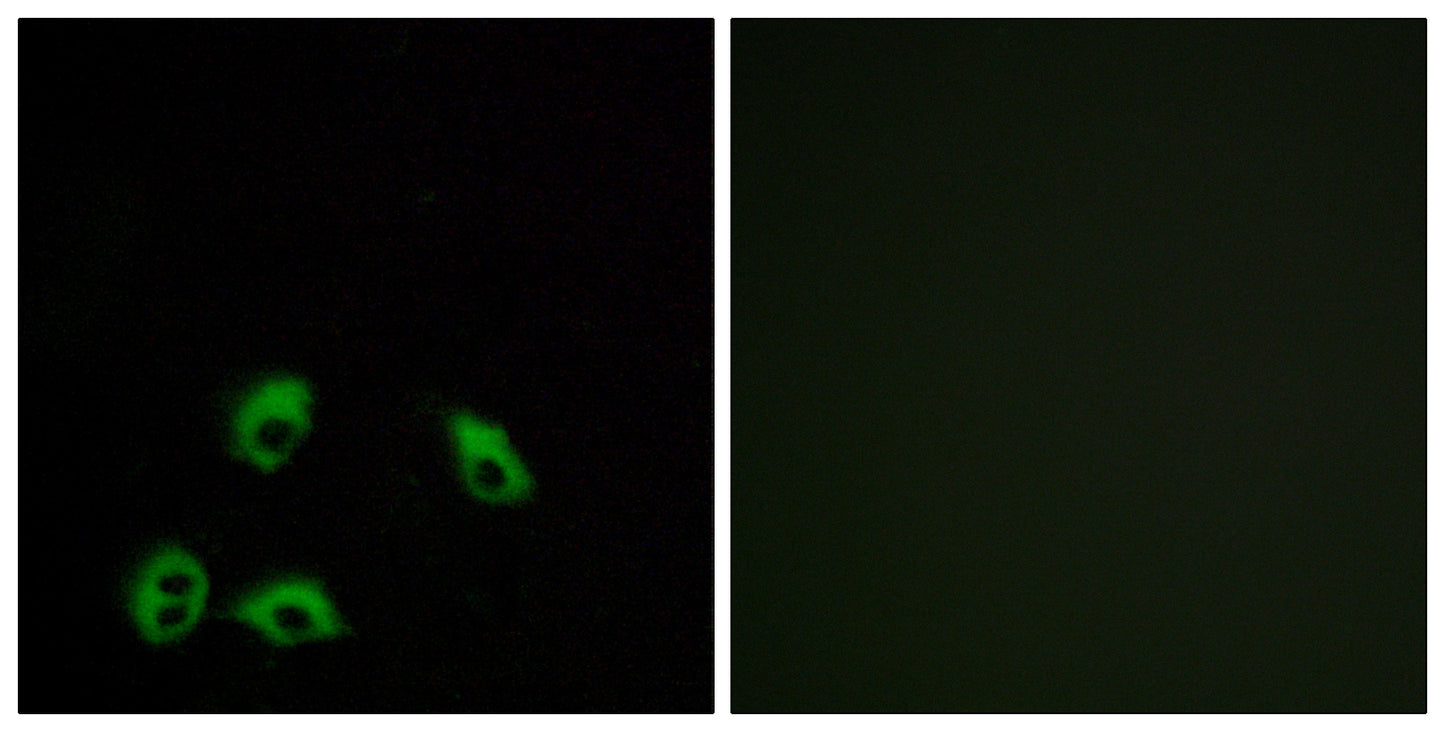 GPR103 Rabbit Polyclonal Antibody