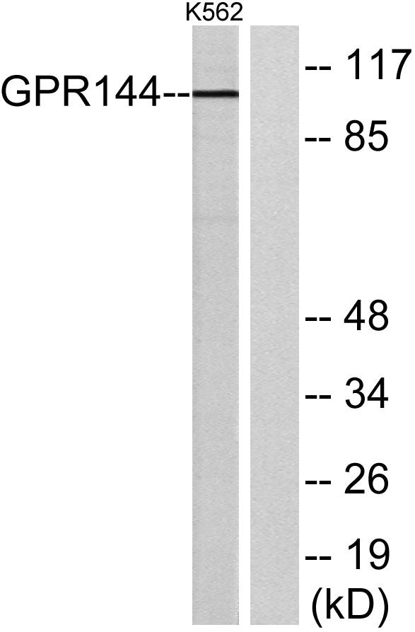 GPR144 Rabbit Polyclonal Antibody