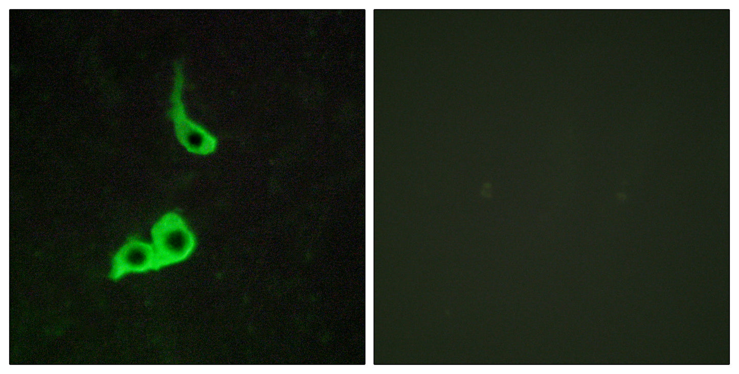 GPR153 Rabbit Polyclonal Antibody