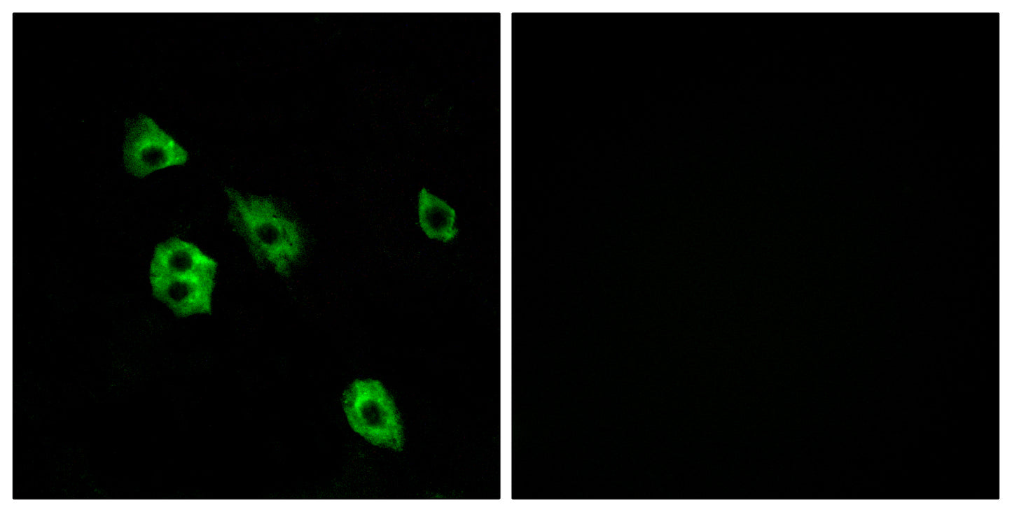 GPR27 Rabbit Polyclonal Antibody