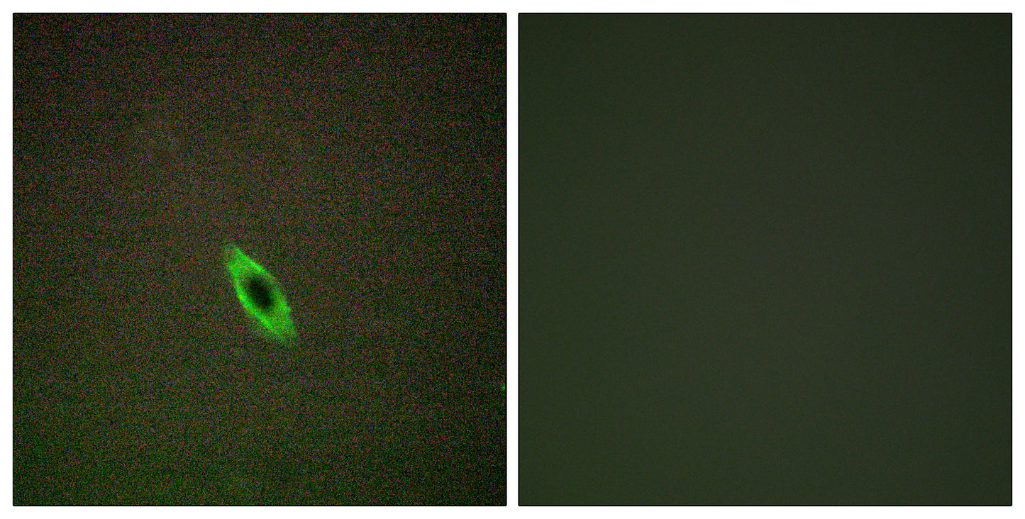 Granzyme A Rabbit Polyclonal Antibody