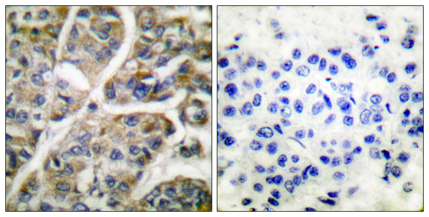 Granzyme B/H Rabbit Polyclonal Antibody