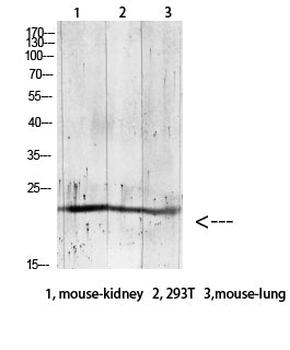 Gremlin-2 Rabbit Polyclonal Antibody