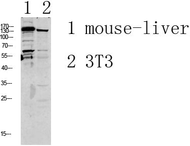 GRIN2D Rabbit Polyclonal Antibody
