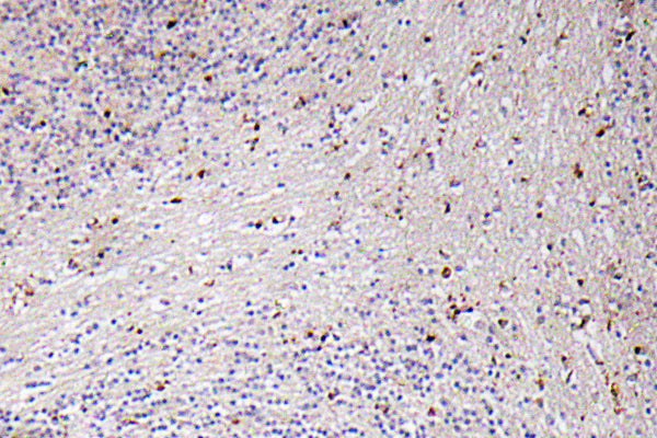 GROα Rabbit Polyclonal Antibody
