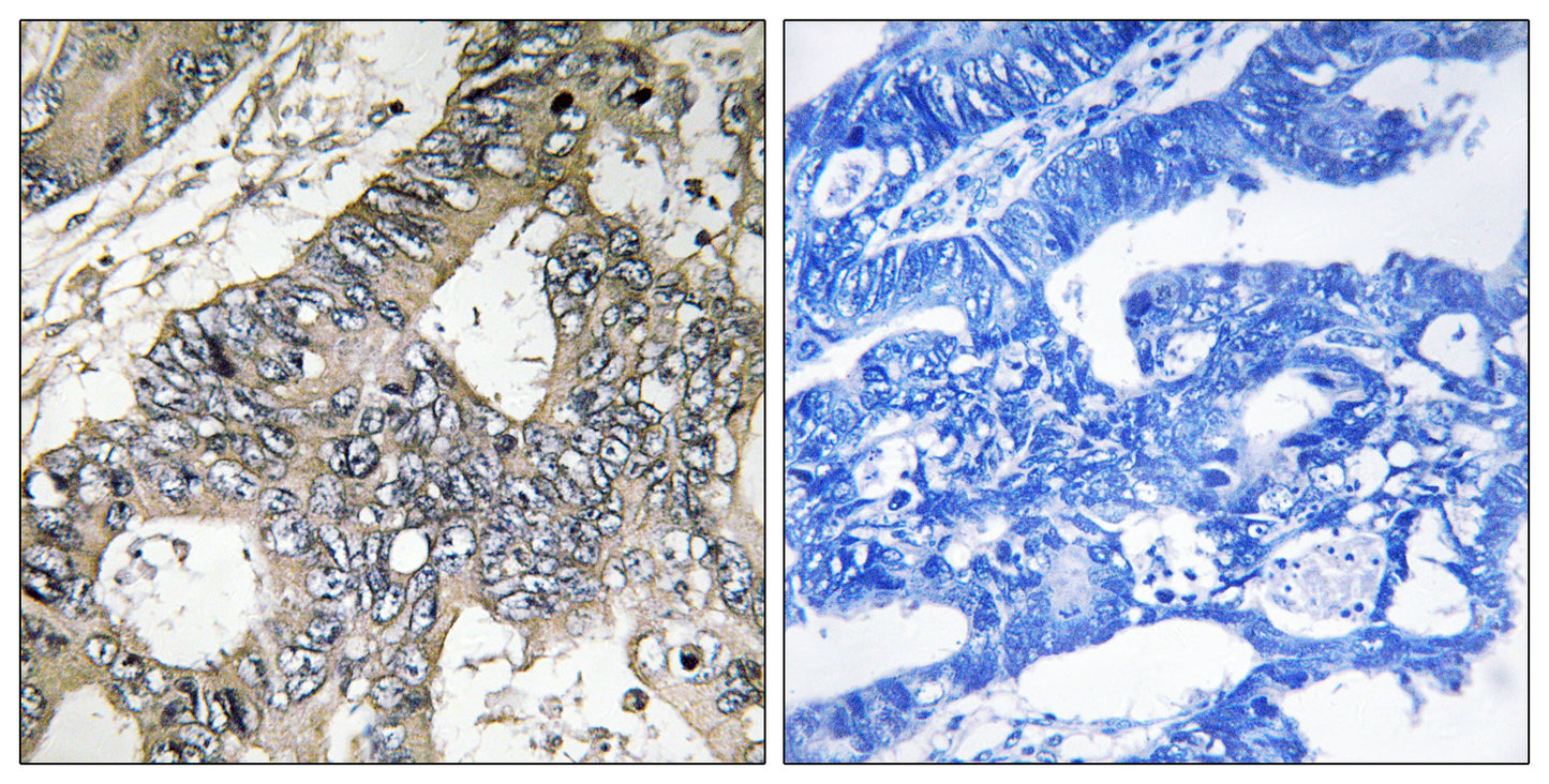 GUF1 Rabbit Polyclonal Antibody