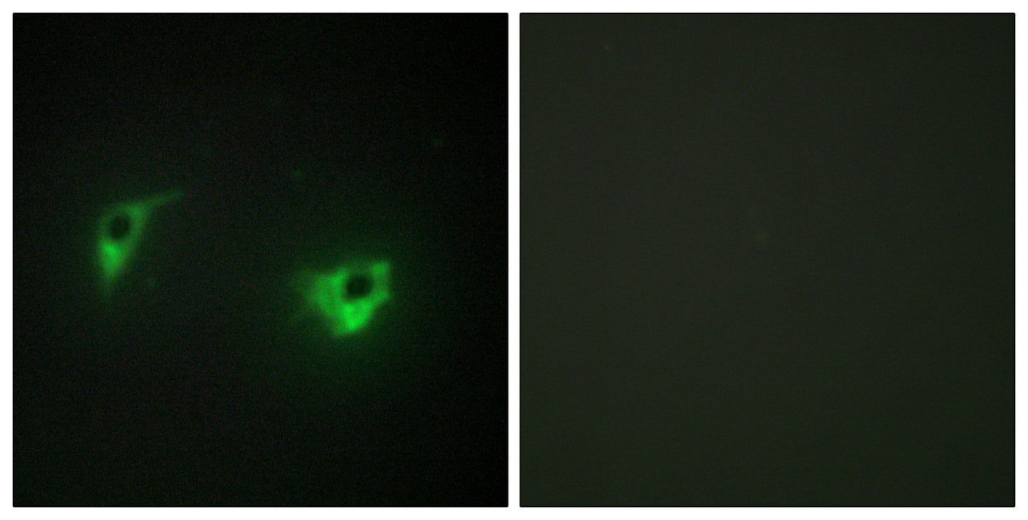 HGK Rabbit Polyclonal Antibody