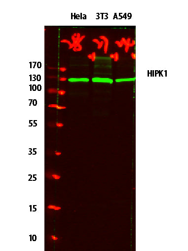 HIPK1 Rabbit Polyclonal Antibody