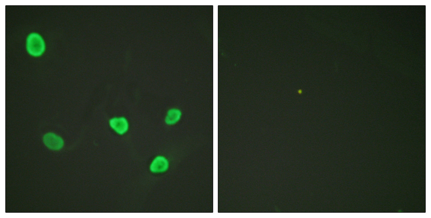 Histone H2B Rabbit Polyclonal Antibody