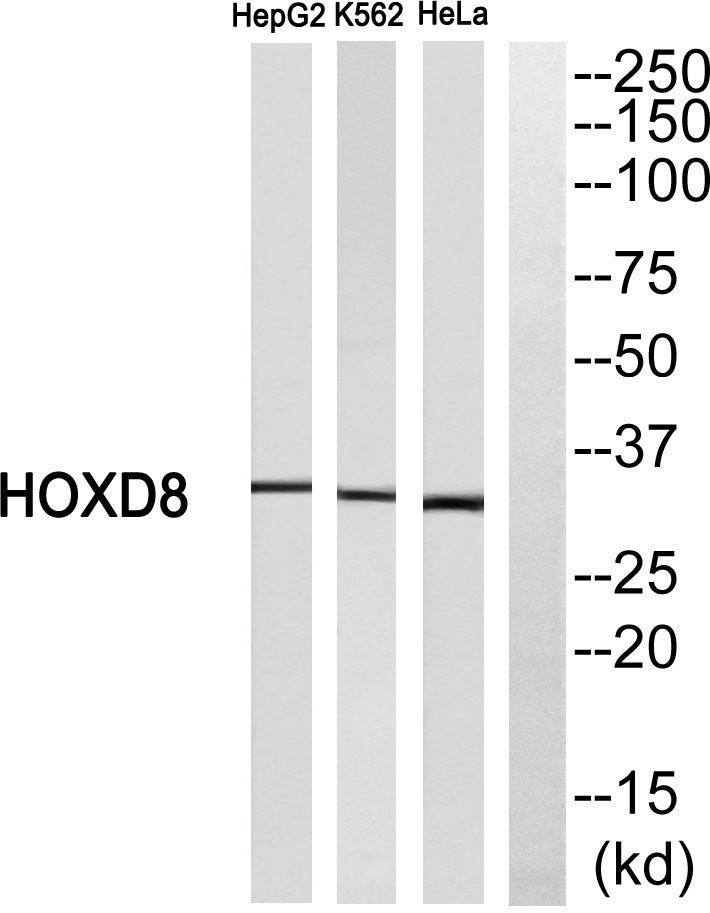 HoxD8 Rabbit Polyclonal Antibody